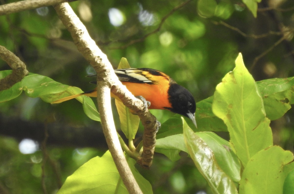 Baltimore Oriole - ML609973760