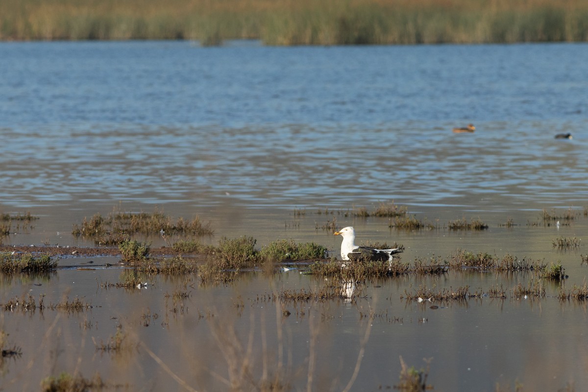 Kelp Gull (dominicanus) - ML609973762