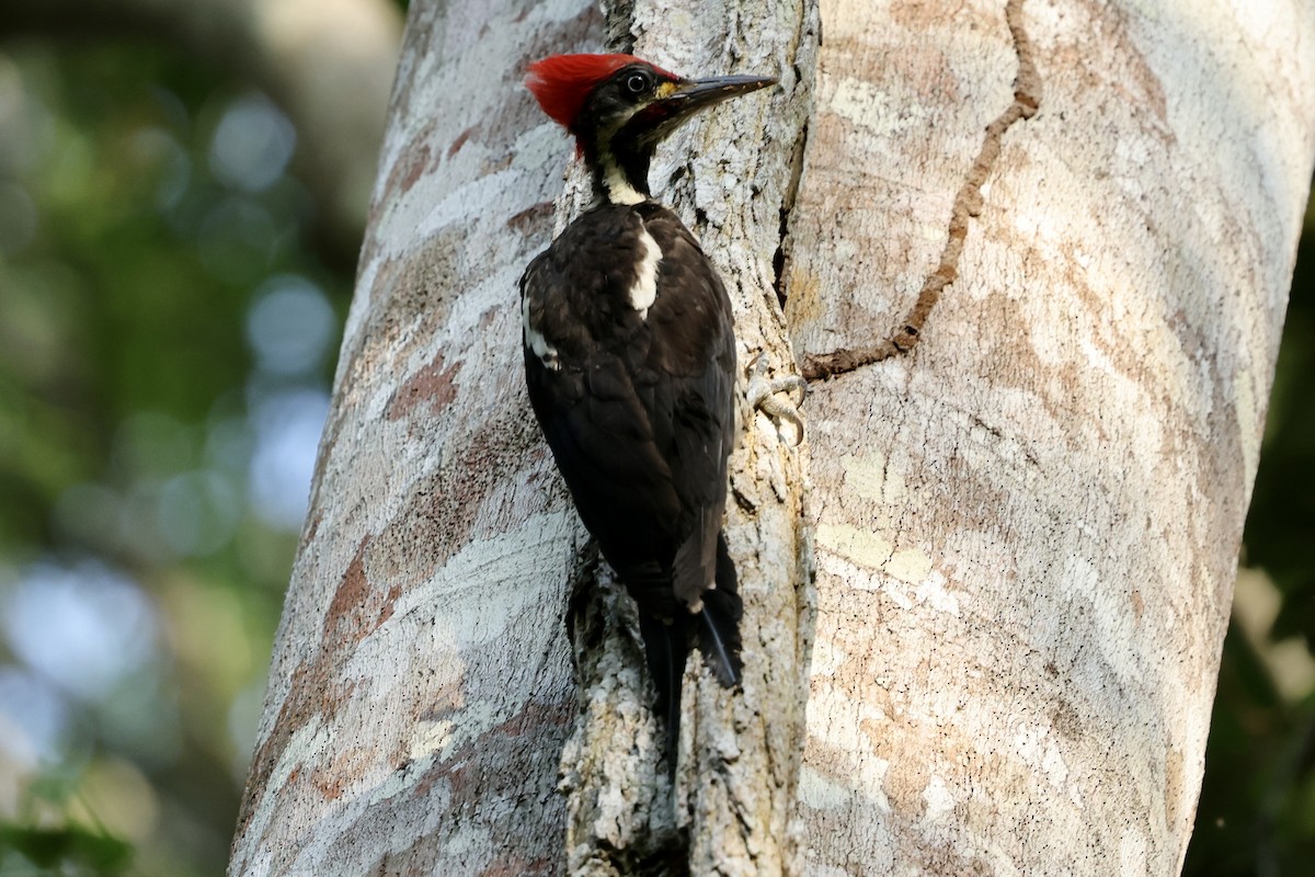 Lineated Woodpecker - ML609973808