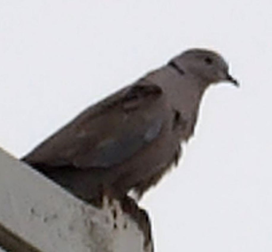 Eurasian Collared-Dove - ML609973879
