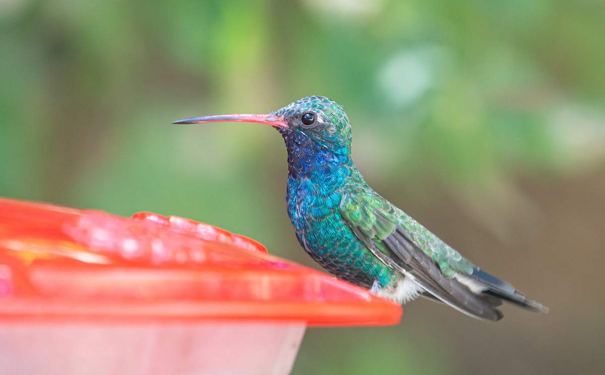 Colibrí Piquiancho Común - ML609973948