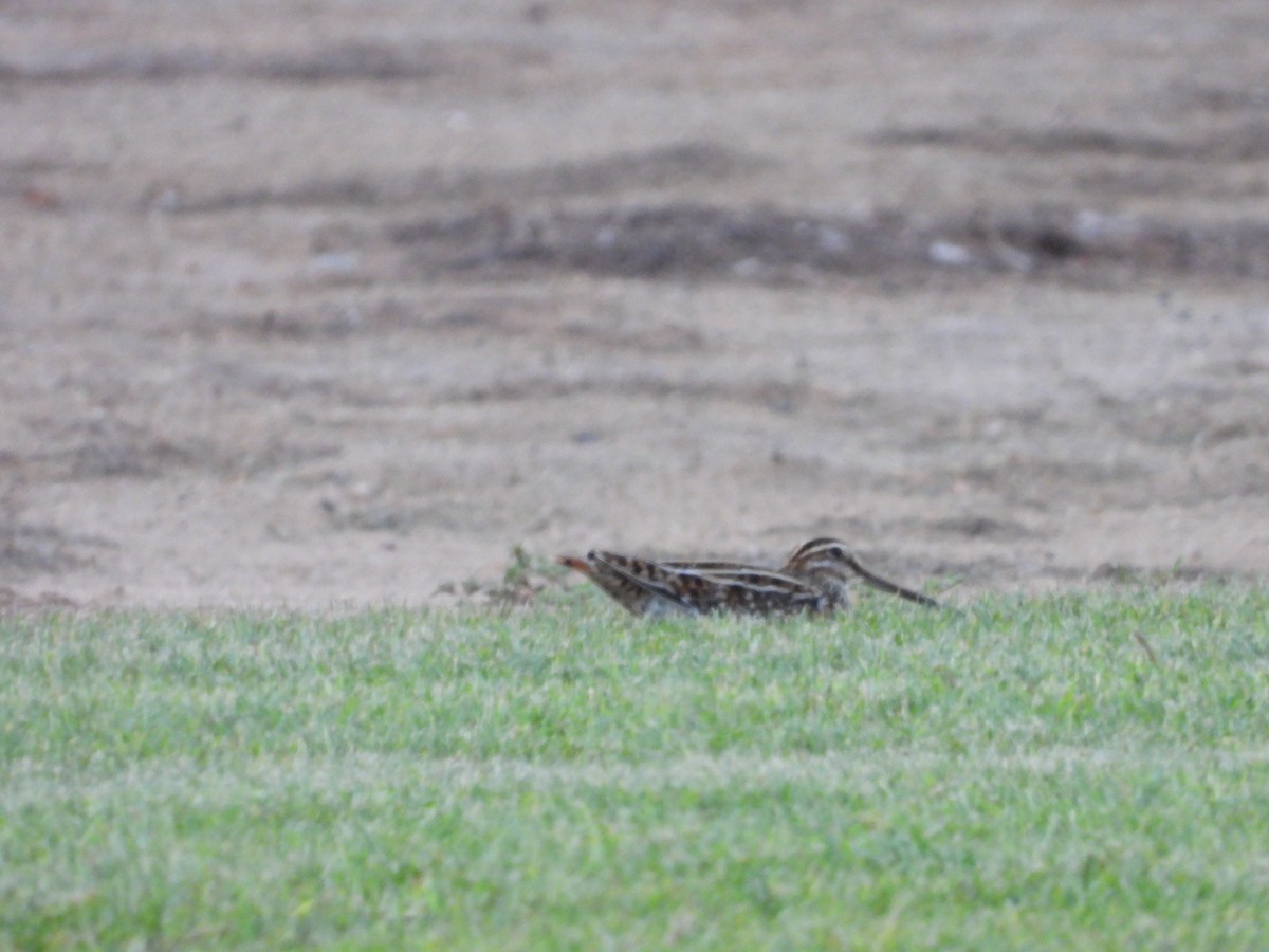 Common Snipe - Daria Vashunina