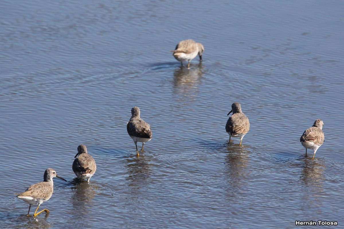 Stilt Sandpiper - Hernán Tolosa