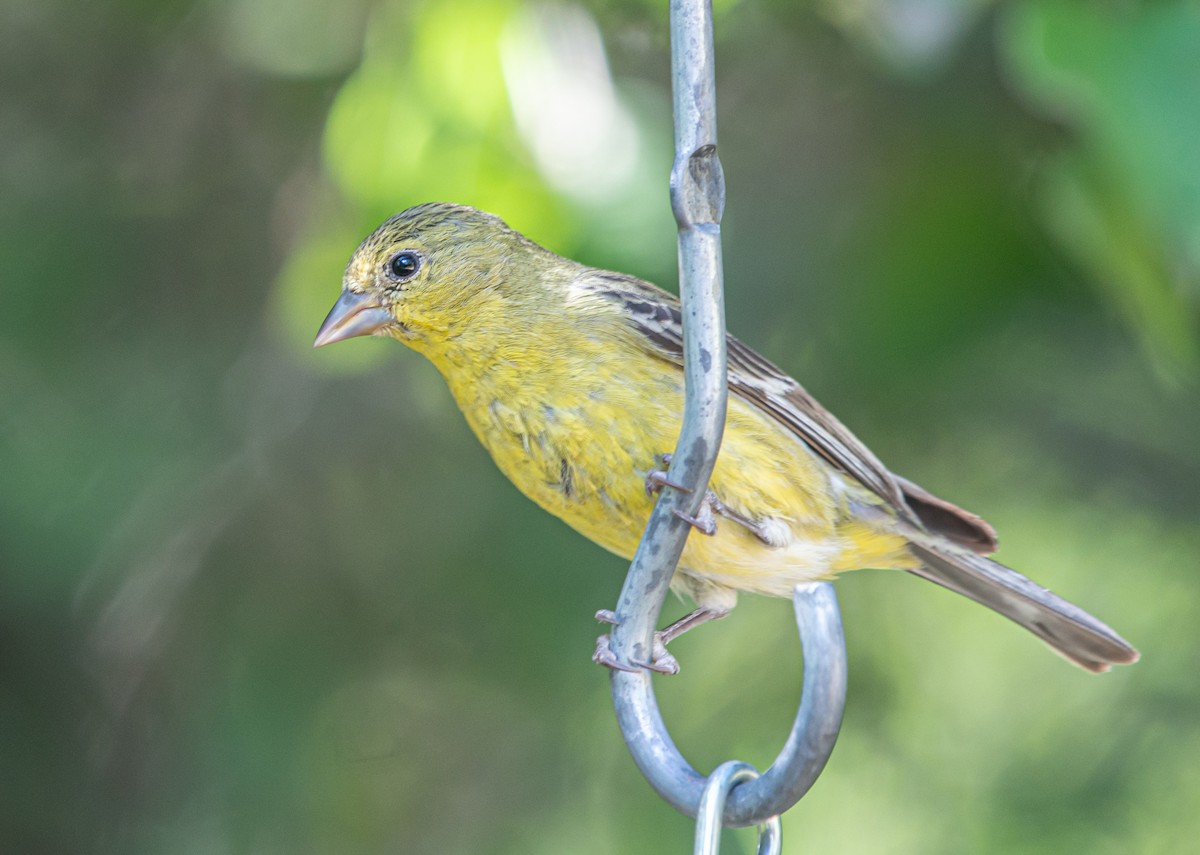 Lesser Goldfinch - ML609973988