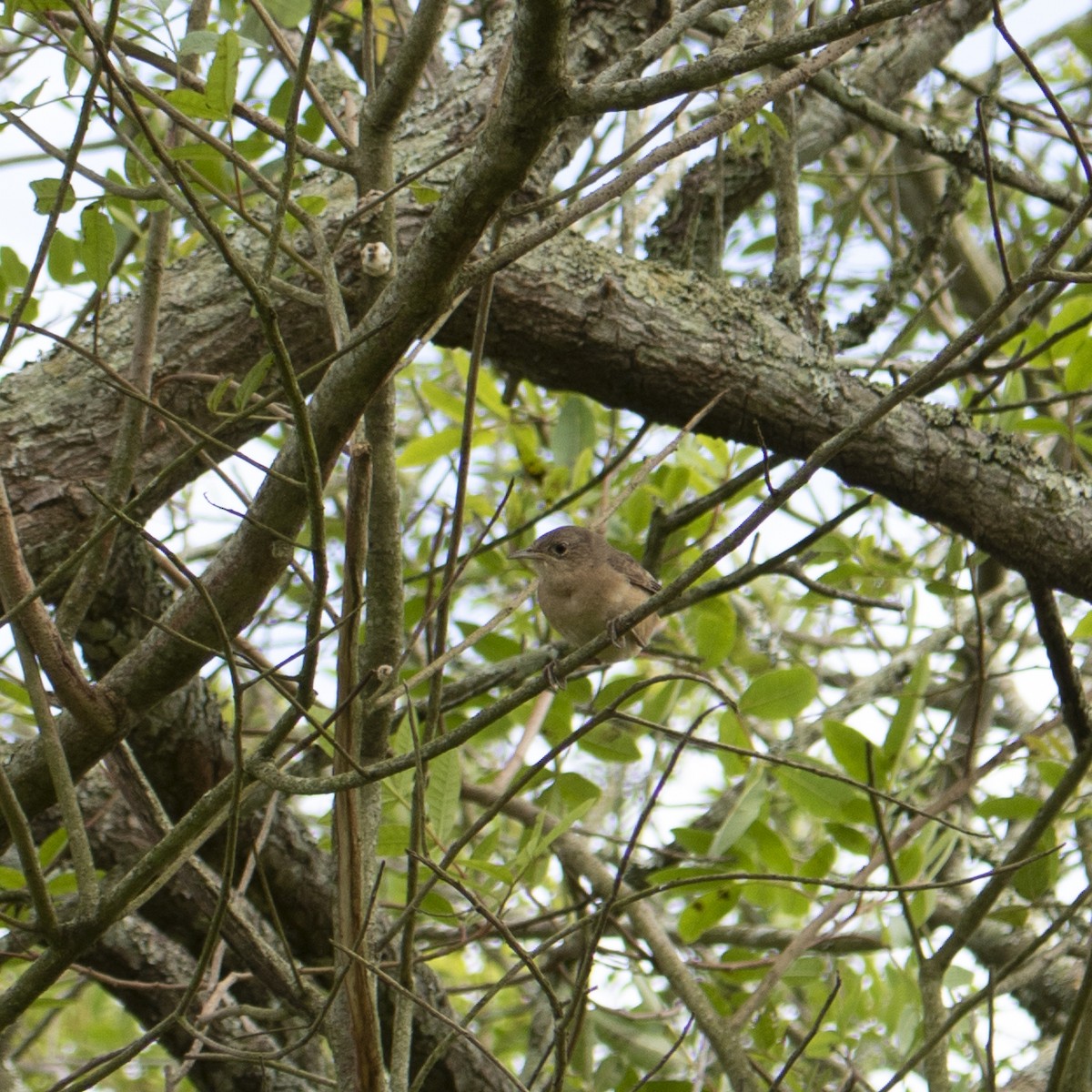 House Wren (Southern) - ML609974005