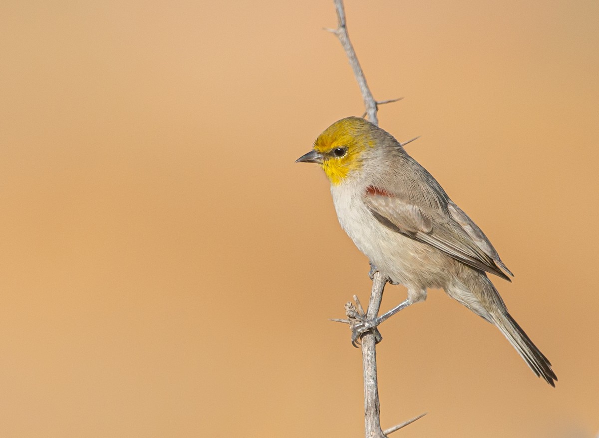 Verdin - ML609974019