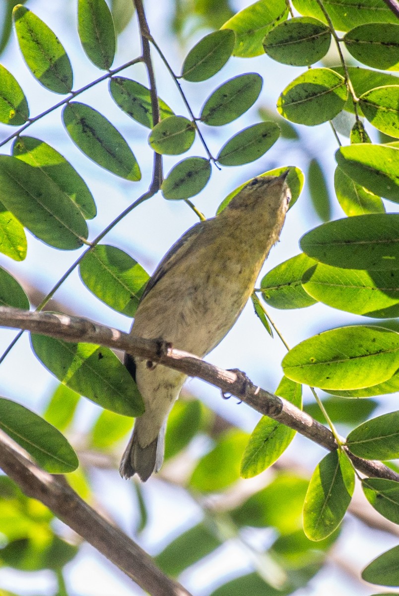 Tennessee Warbler - ML609974082