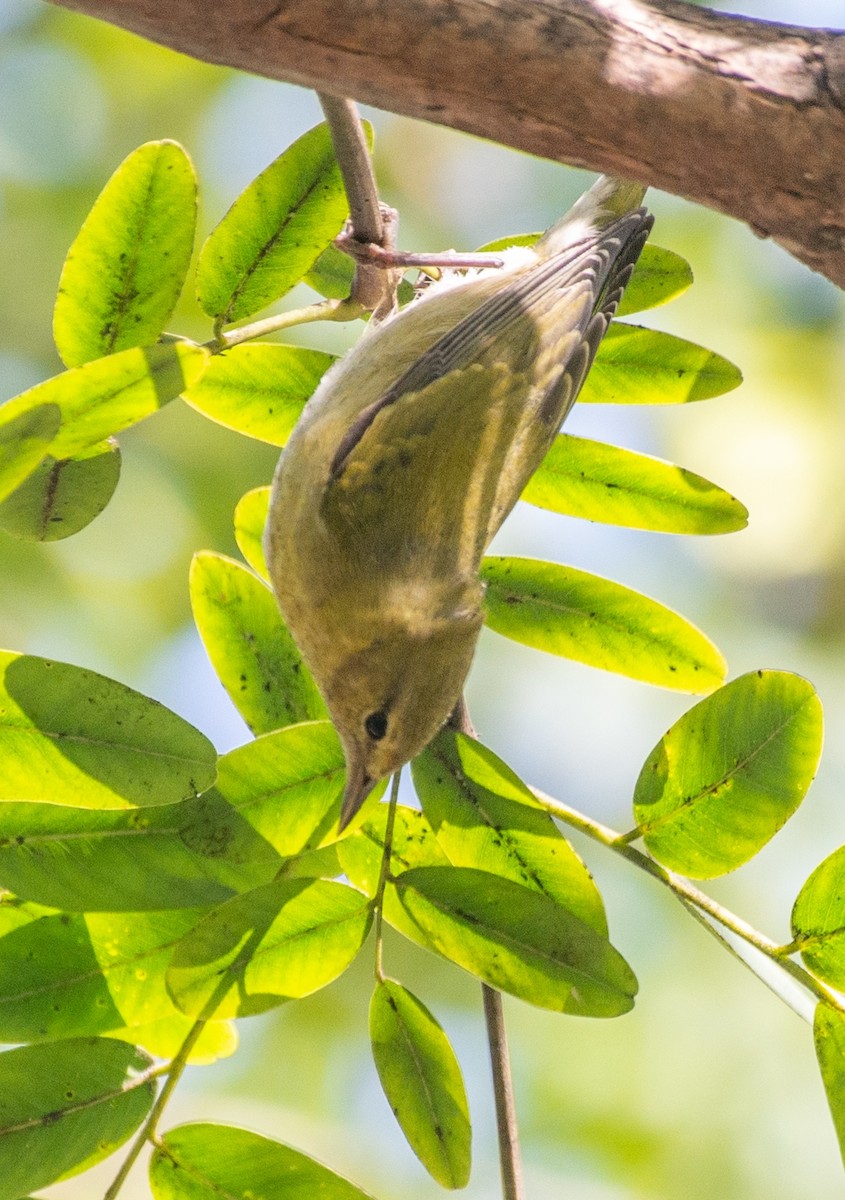 Tennessee Warbler - ML609974092