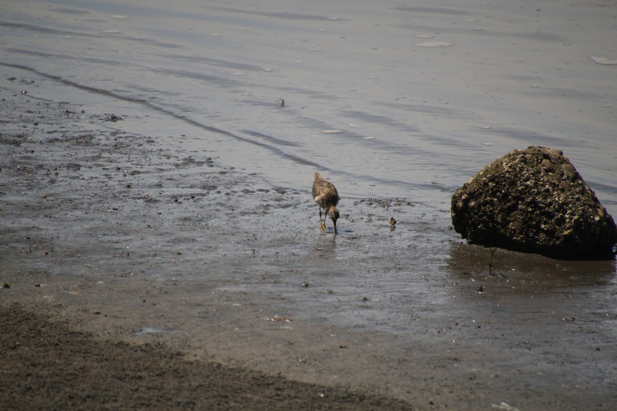 Long-billed Dowitcher - ML609974096