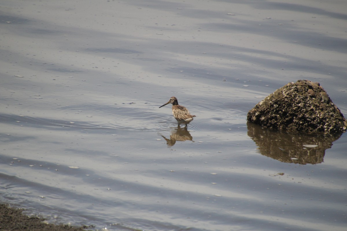 Long-billed Dowitcher - ML609974098