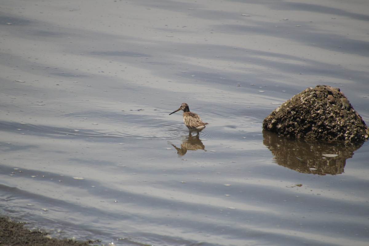 langnebbekkasinsnipe - ML609974098