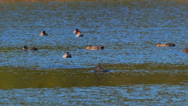 Common Pochard - ML609974126