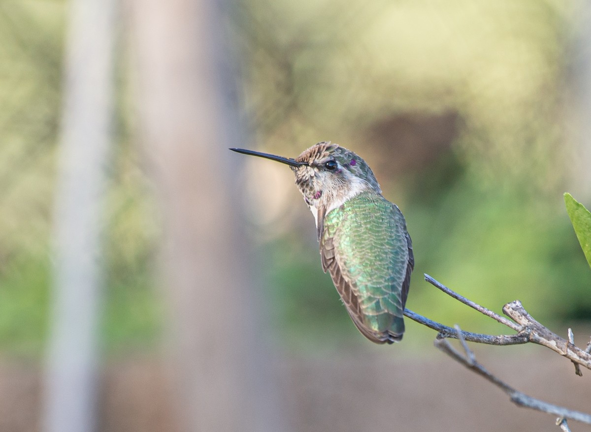 Costa's Hummingbird - ML609974130