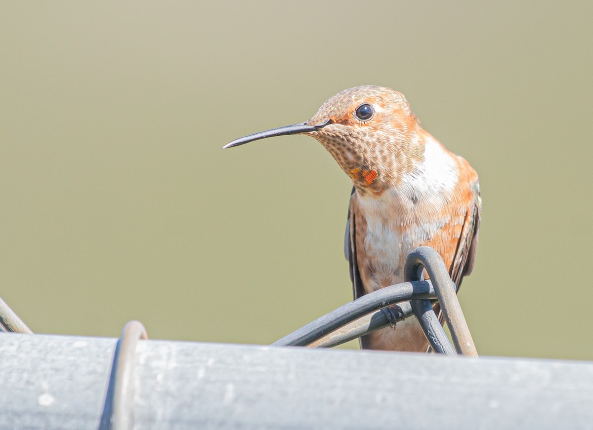 Allen's Hummingbird - Amber Hart