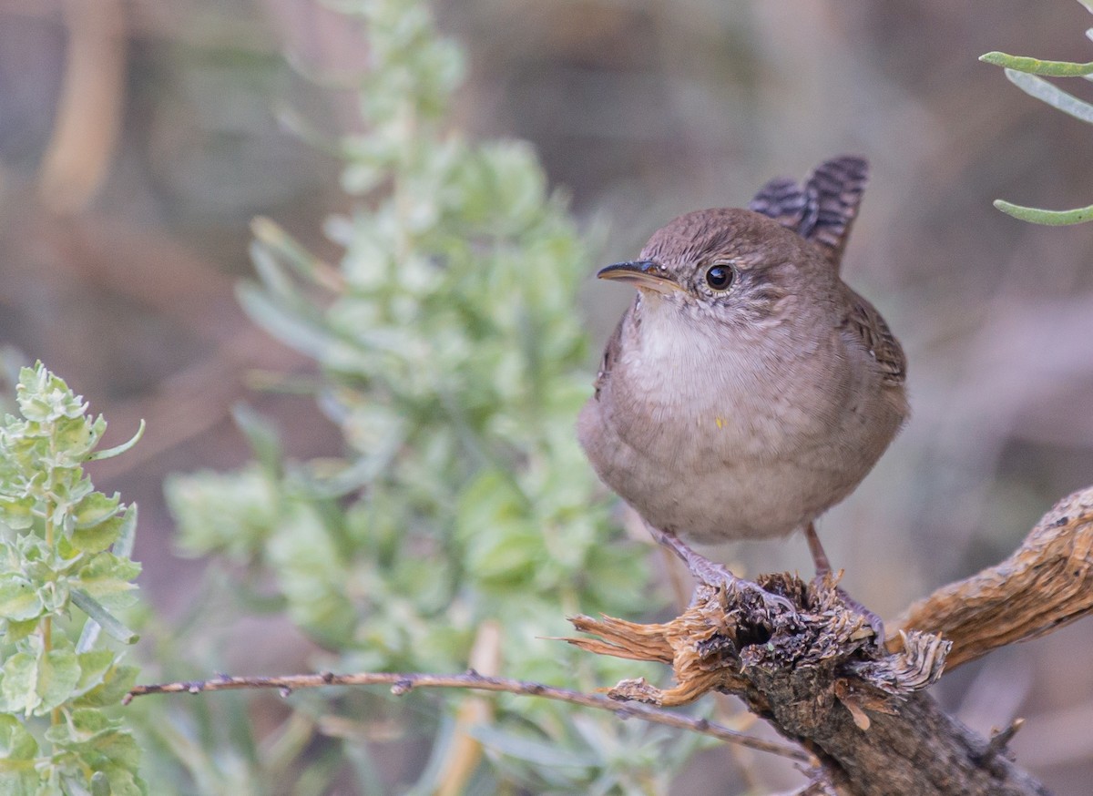 Northern House Wren - ML609974146