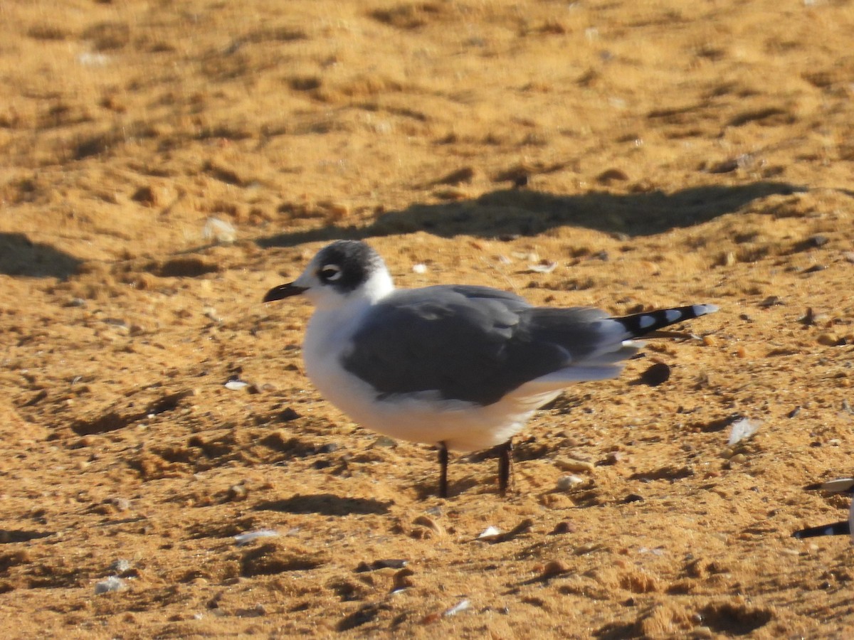 Gaviota Pipizcan - ML609974172