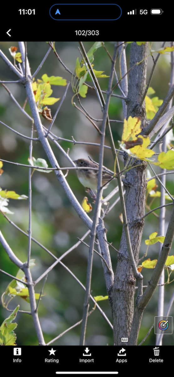 Grasshopper Sparrow - ML609974182