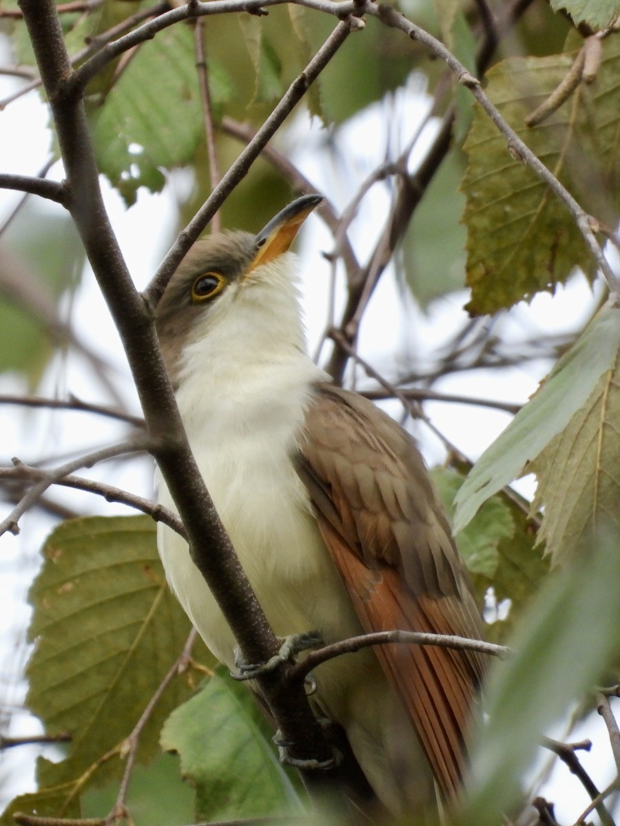 Yellow-billed Cuckoo - ML609974187