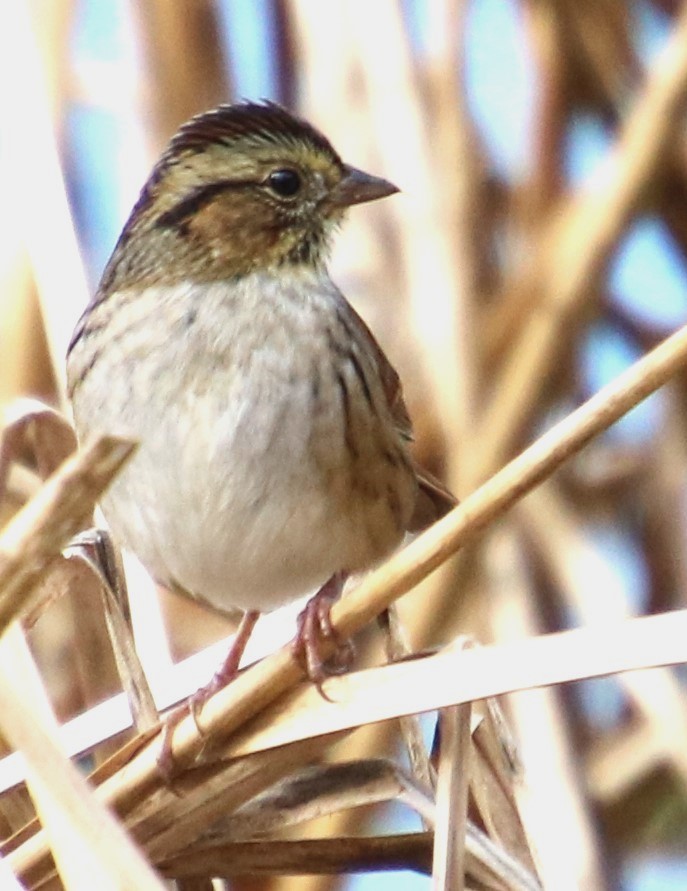 Swamp Sparrow - ML609974190