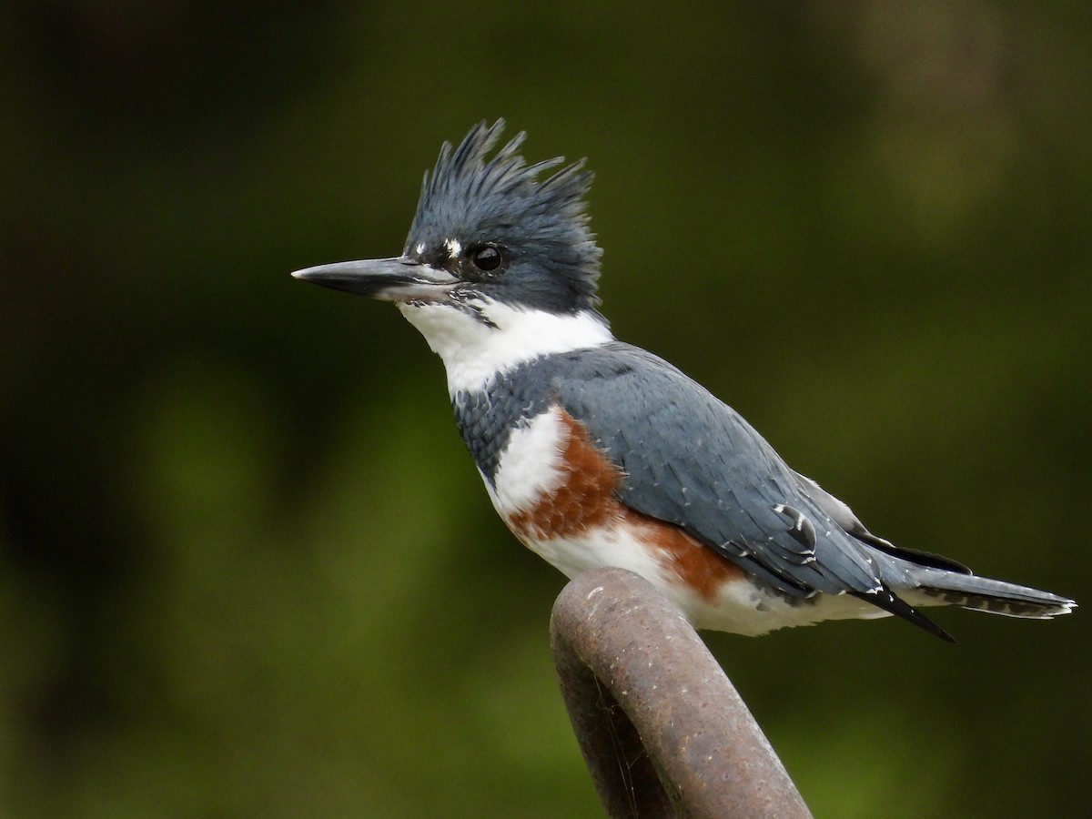 Belted Kingfisher - ML609974216