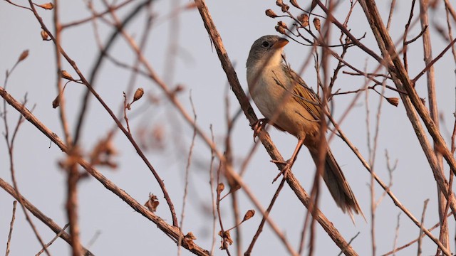 Wedge-tailed Grass-Finch - ML609974228