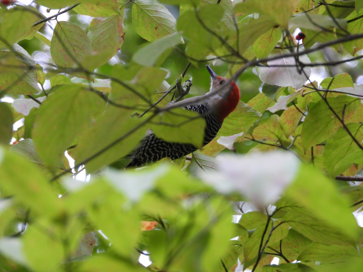 Red-bellied Woodpecker - William Woody