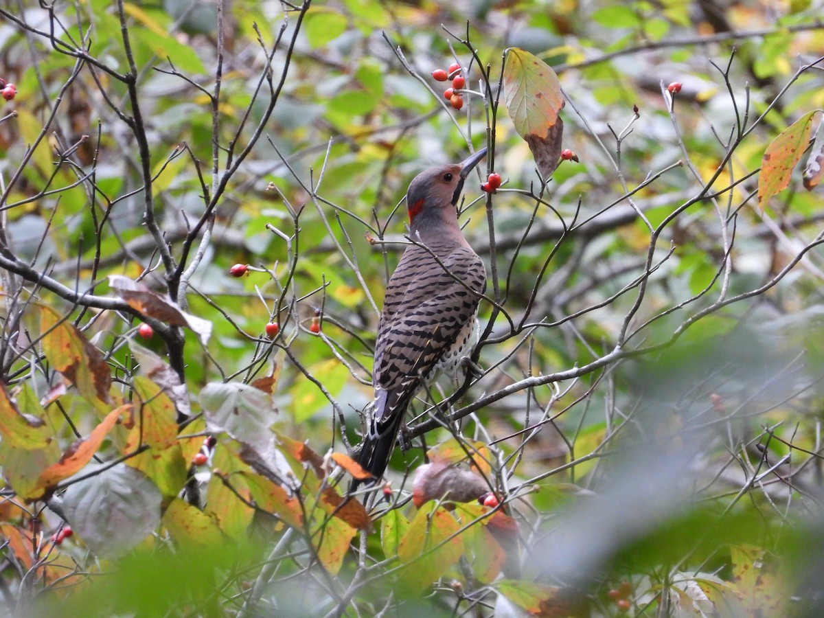 Northern Flicker - ML609974236