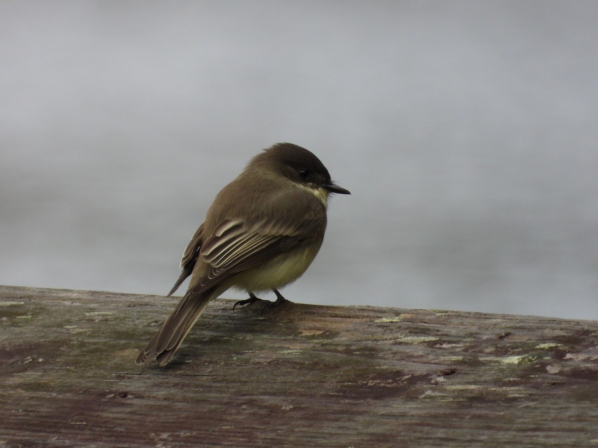 Eastern Phoebe - ML609974262