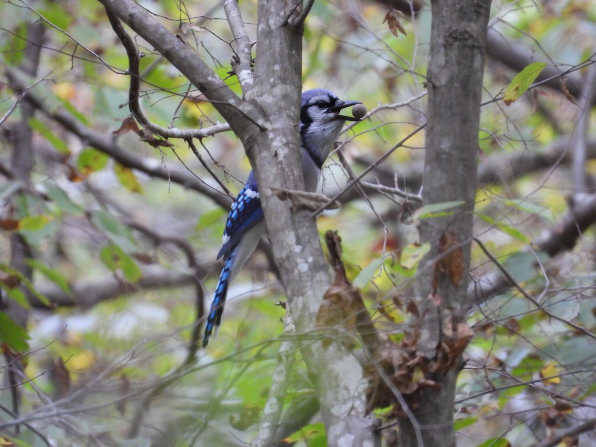 Blue Jay - ML609974274