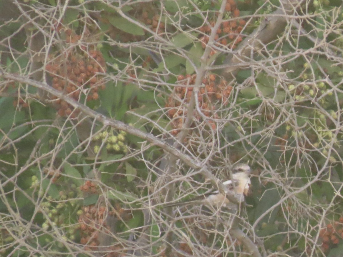 Masked Shrike - Ute Langner