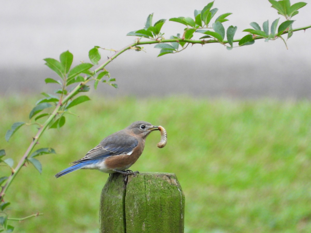 Eastern Bluebird - ML609974289
