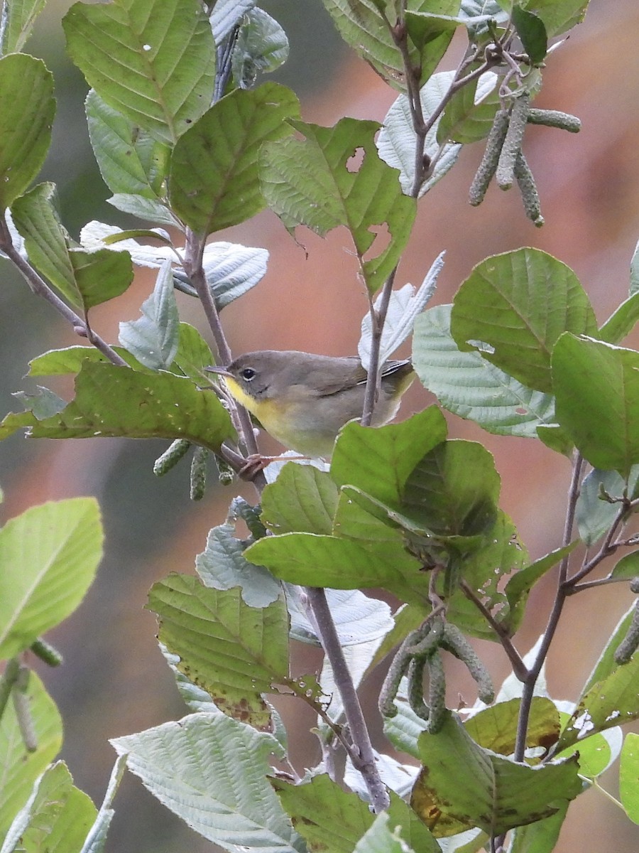 Common Yellowthroat - ML609974347