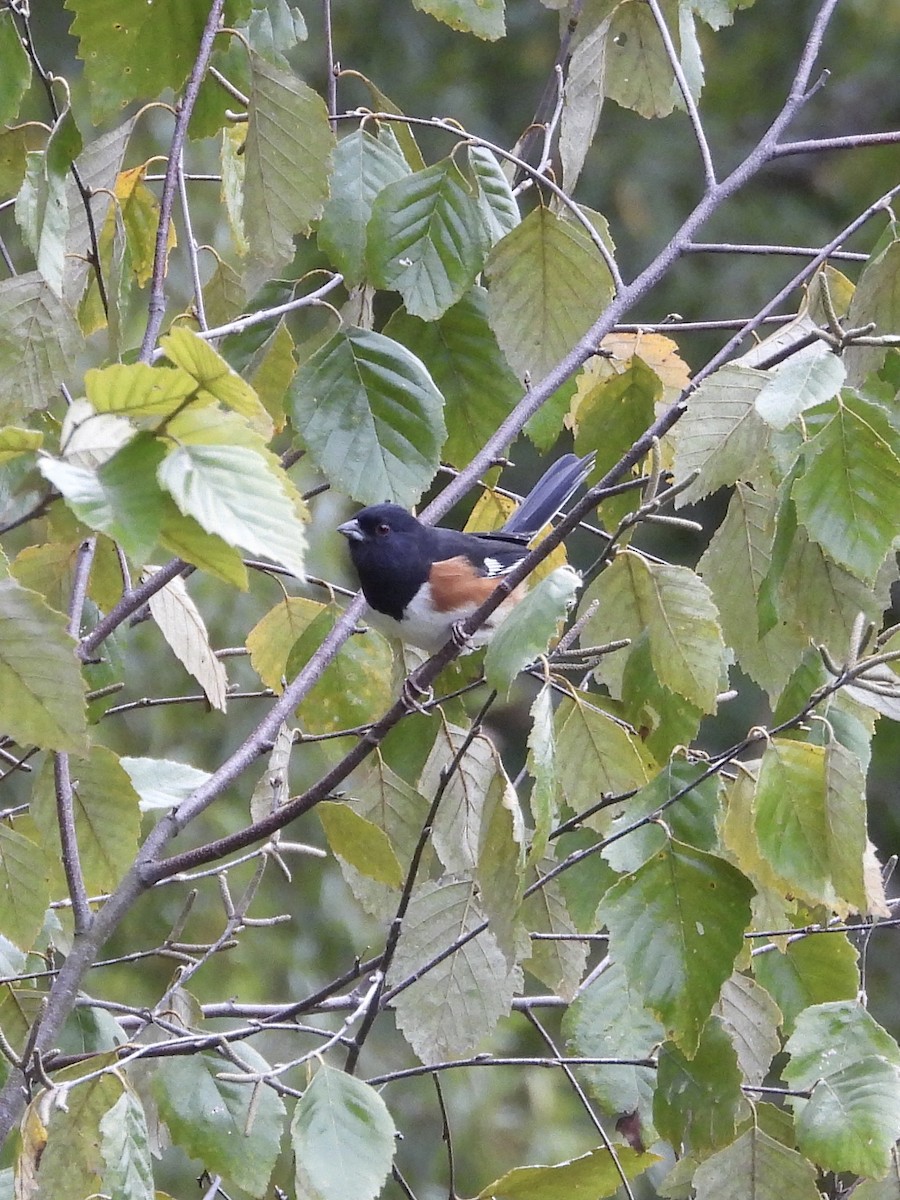 Eastern Towhee - ML609974352