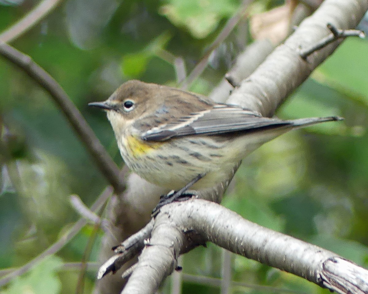 Yellow-rumped Warbler - ML609974364