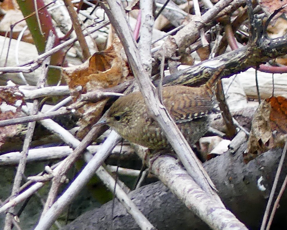 Winter Wren - ML609974378