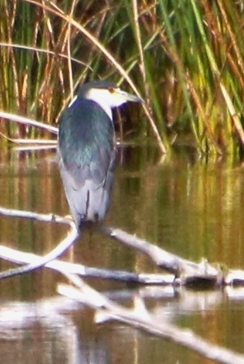 Black-crowned Night Heron - ML609974381