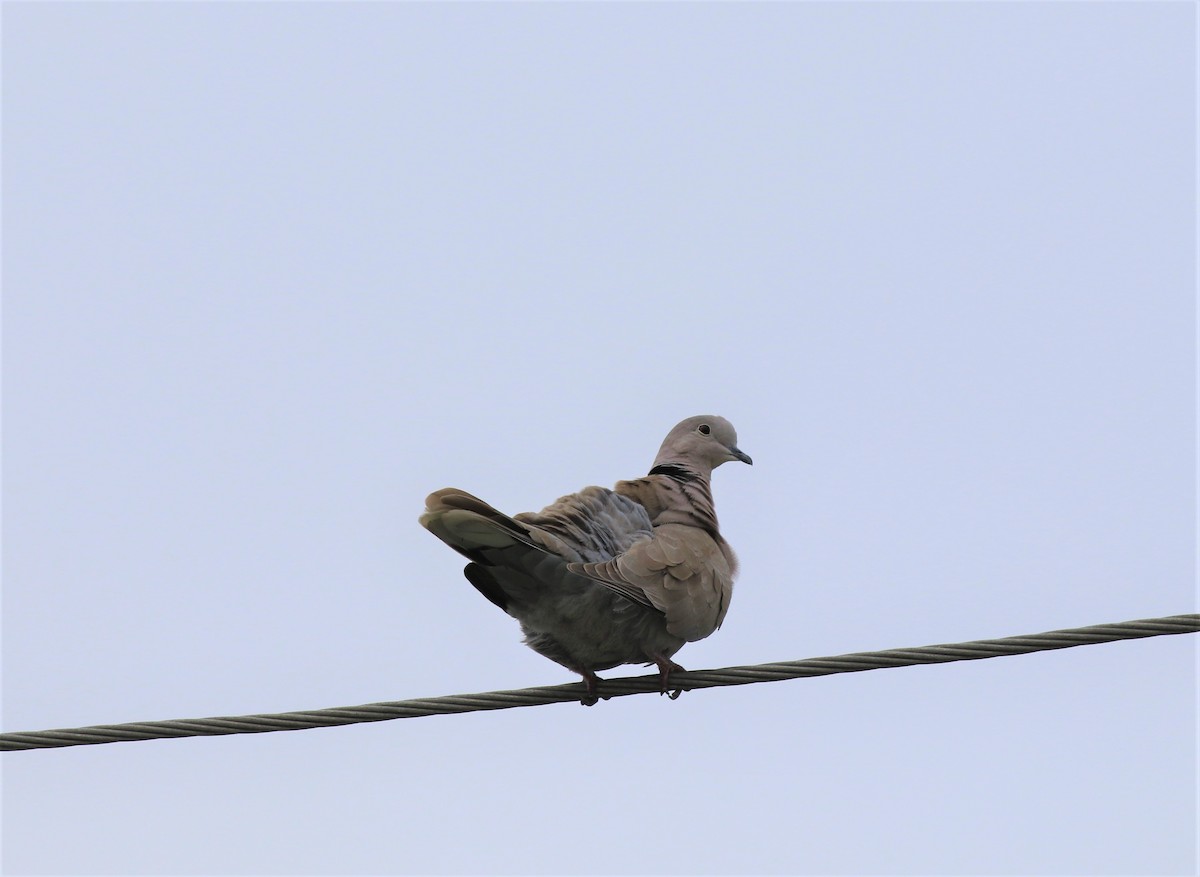 Eurasian Collared-Dove - ML609974535