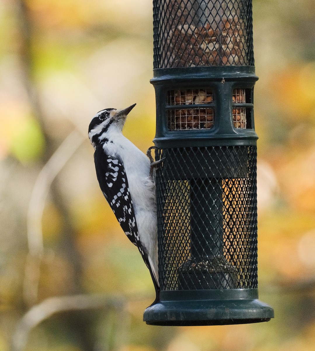 Hairy Woodpecker - ML609974548