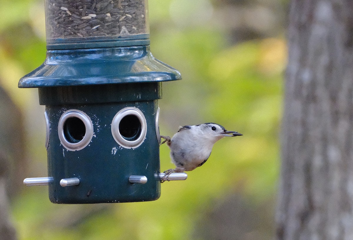 White-breasted Nuthatch - ML609974570