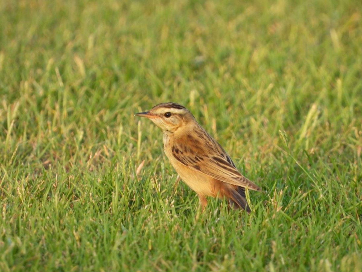 Sedge Warbler - ML609974640