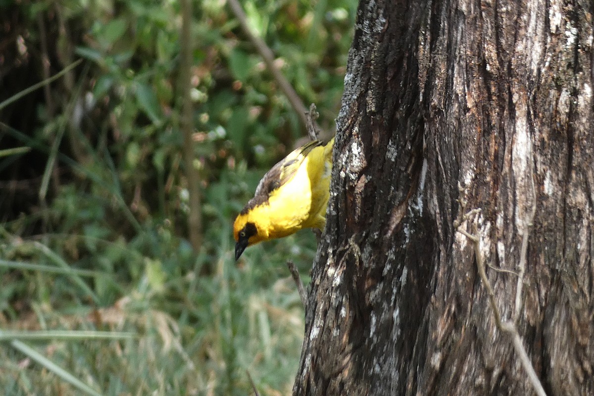 Baglafecht Weaver - ML609974656