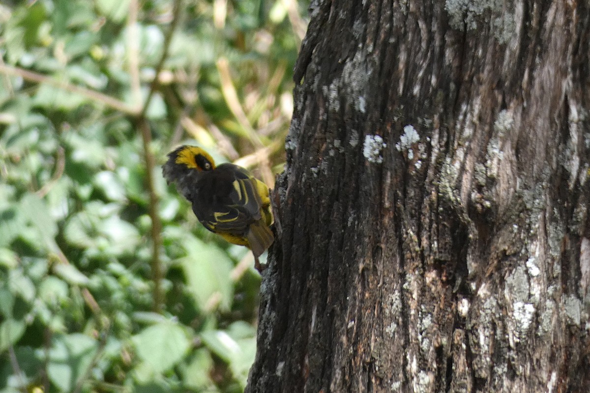 Baglafecht Weaver - ML609974659