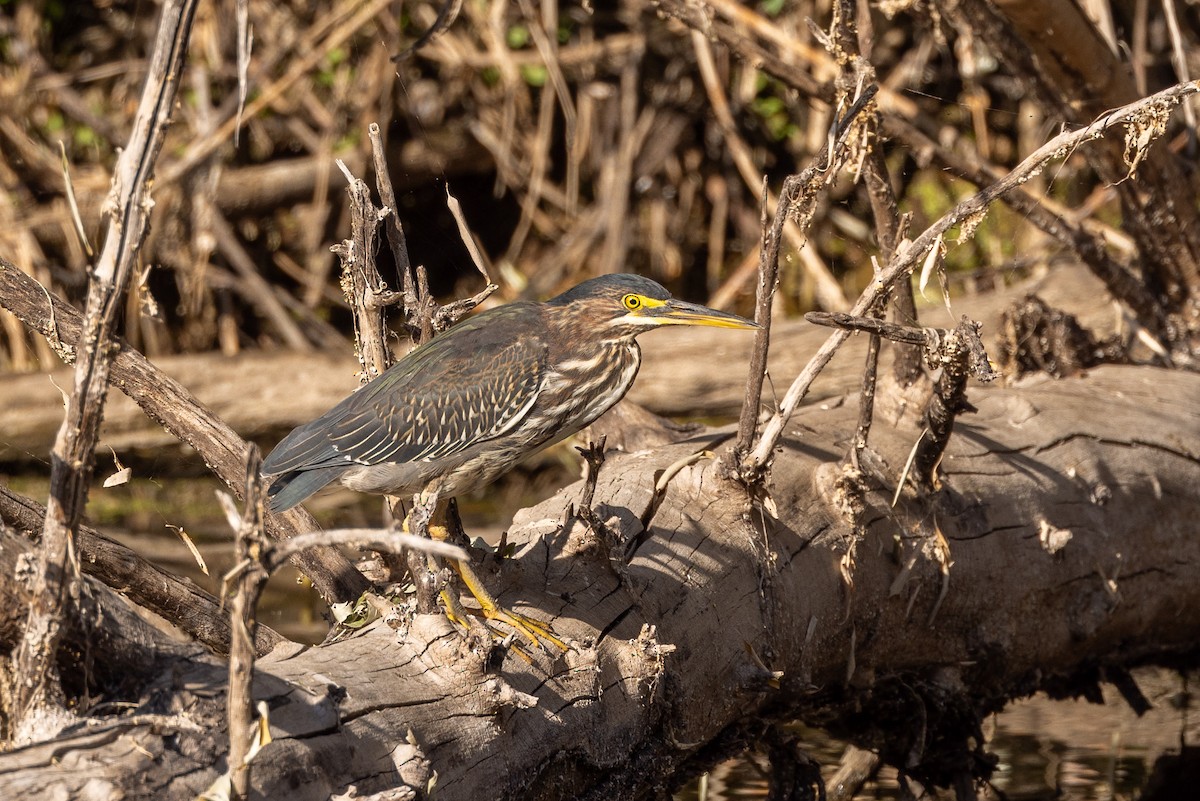 Green Heron - ML609974666