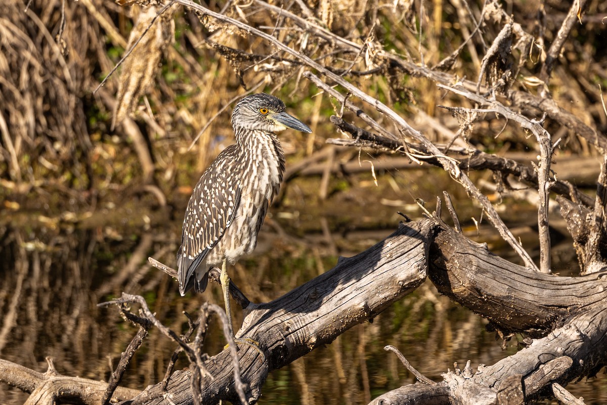 Yellow-crowned Night Heron - ML609974675