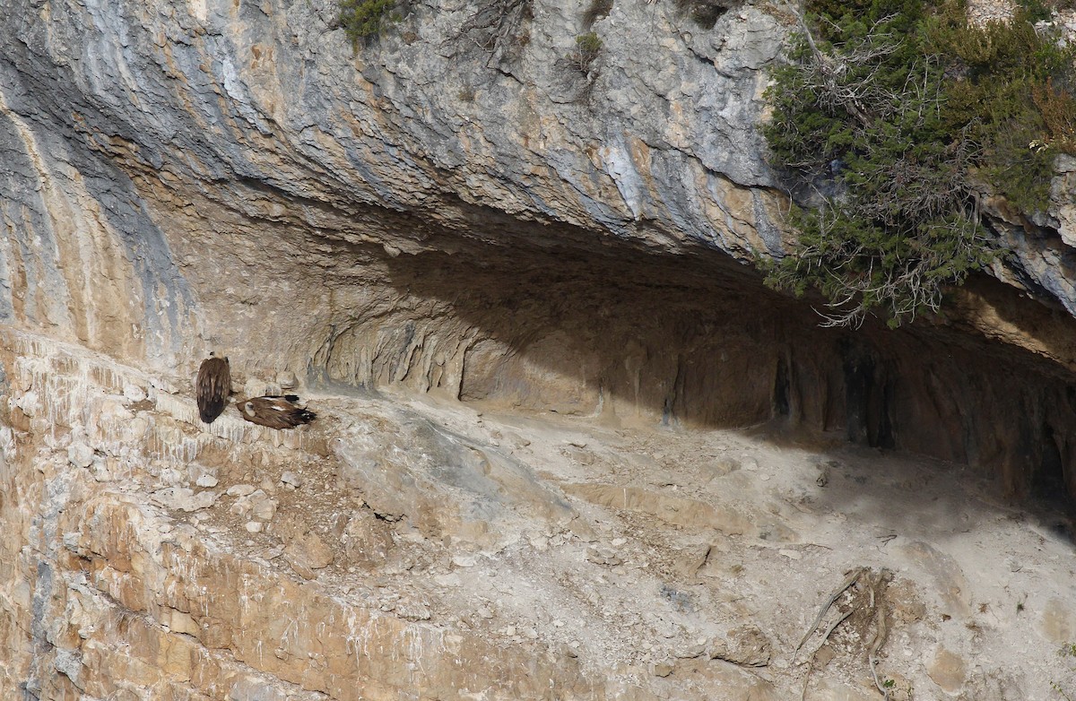 Eurasian Griffon - ML609974734