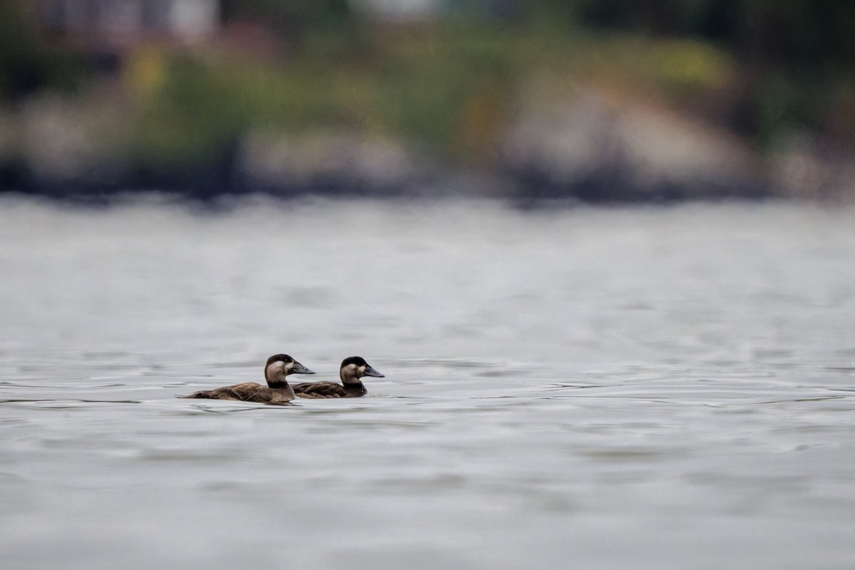 Surf Scoter - Frédérick Lelièvre