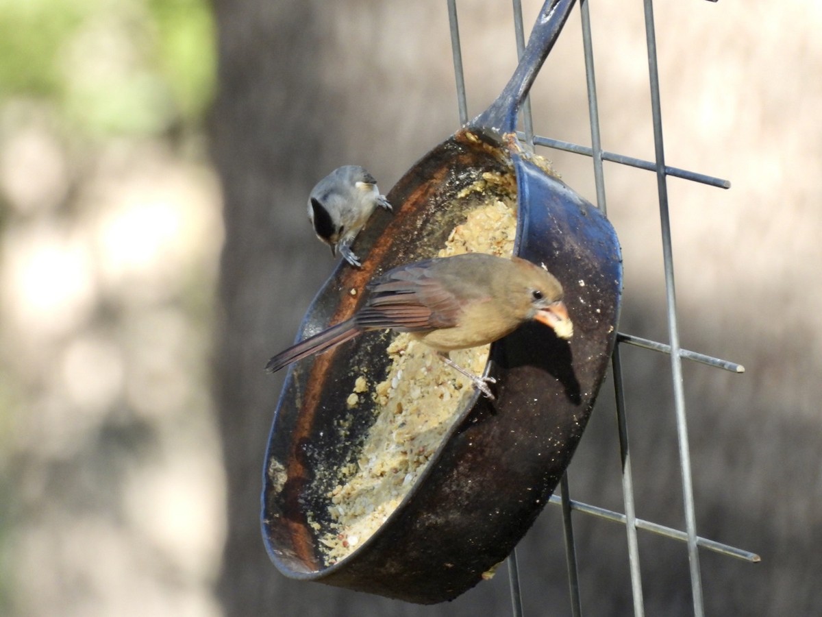 Black-crested Titmouse - ML609974768