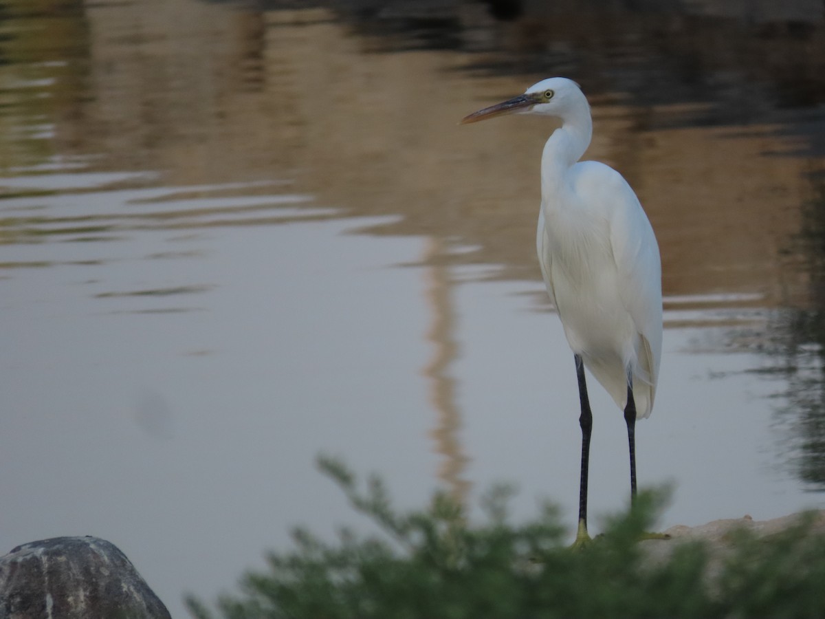 Western Reef-Heron - ML609974778