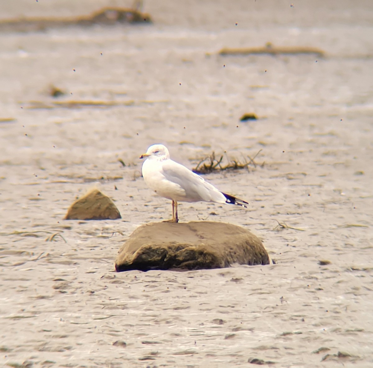 Ring-billed Gull - ML609974828