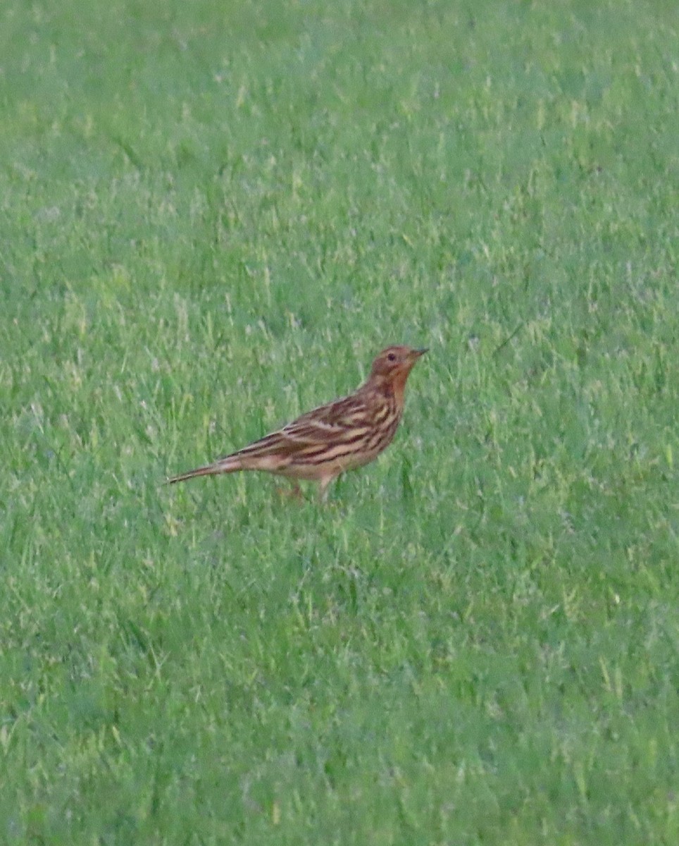 Red-throated Pipit - ML609974870
